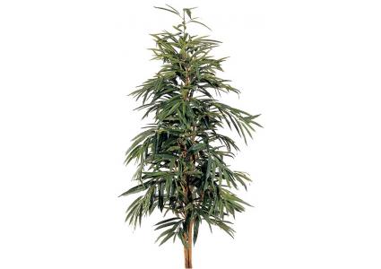Textilpflanze Figus longifolia 180 cm Naturstamm